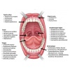 Dentasan Oral Health Probiotics (14g) detail Dentasan Oral Health Probiotics (14g) detail